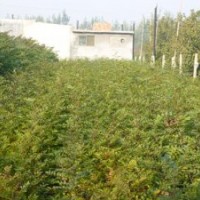 優(yōu)質(zhì)花椒苗