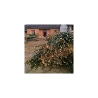 山東10公分青桐價格 12公分青桐價格 江蘇青桐基地