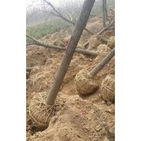 綠化國(guó)槐 優(yōu)質(zhì)刺槐