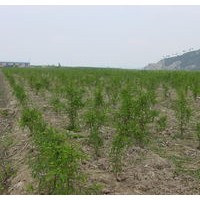 河南中山杉合肥中山杉南京中山杉