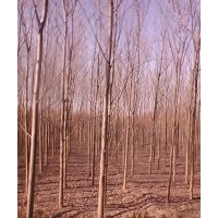 河北速生 柳黃柳 垂柳 饅頭柳