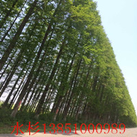 大豐水杉 大豐水杉 大豐水杉