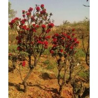 出售滇樸，黃連木，清香木，馬櫻花，皂角