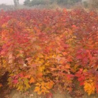 拋售20萬美國紅楓小苗！