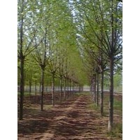 （14公分法桐*15公分速生法桐）價格(圖)