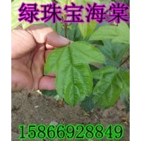 綠珠寶海棠 綠珠寶海棠價格 綠珠寶海棠接穗