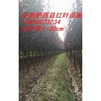 供應(yīng)石楠、海桐、桂花、梅花、女貞等