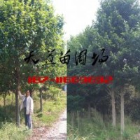 13-14公分樂昌含笑價(jià)格