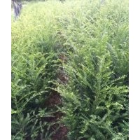 自家自留地 南方紅豆杉、銀杏、皂角、加丹