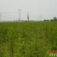 中山杉基地 中山杉基地