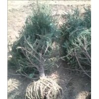 供應(yīng)：2-3米云杉，3.5-4米云杉價(jià)格，4.5-5米云杉山東哪有