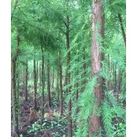 供應(yīng)落羽杉