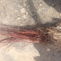 建明苗木合作社主營(yíng)：新疆楊、垂柳、饅頭柳、紅柳、竹柳、旱枊、