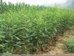 山西大刺皂角苗批發(fā)