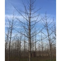 專業(yè)供應(yīng)綠化苗木