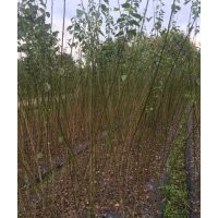 海量低價(jià)供應(yīng)當(dāng)年生小苗紫薇,紅楓,黃金槐