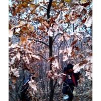 供應(yīng)各種山野樹、大量供應(yīng)蒙古櫟、叢生蒙古櫟