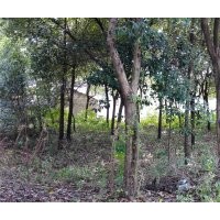出售樟樹(shù)、冬青樹(shù)