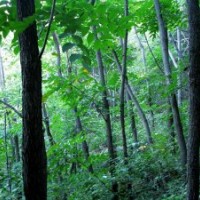 6—40公分漆樹、山漆樹，野漆樹