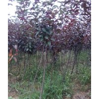 大量供應(yīng)紫葉矮櫻 紫葉李
