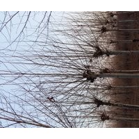 法桐，國(guó)槐，白蠟