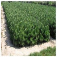 出售各種；綠化、占地苗木。