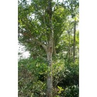 尖葉杜英，12-18公分