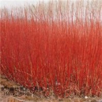 紅瑞木，棣棠，木槿，珍珠梅，紅葉李，迎春