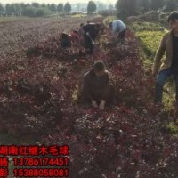 兩大趨勢(shì)將影響苗木行業(yè),那2016年我們應(yīng)該種什么樣的苗呢？