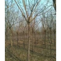 出售各種規(guī)格國槐 白蠟 法桐 綠化苗木