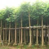 哪里有火焰木賣