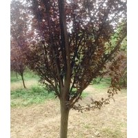 長年供應(yīng)花灌木紫葉李,紫薇（百日紅）,西府海棠