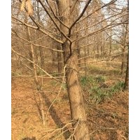 16公分中山杉 16公分中山杉