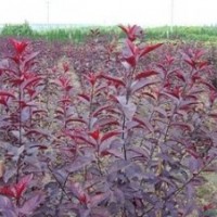 專供紅葉李 1.5米紅葉李苗