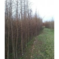 池杉苗，基地直銷