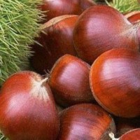 供應(yīng)大紅袍板栗苗寶元板栗苗板栗實(shí)生苗華豐板栗苗板栗種子