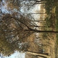 香樟13一30cm3000株,水杉9一15cm2000株,垂柳15一22cm500株