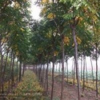 12公分，14公分欒樹出售，13839488177