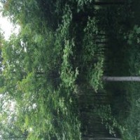 出售大葉女貞、重陽木、楓香