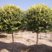 苗圃大量出售絲棉木 丁香 新疆楊