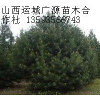 1米白皮松大量低價(jià)出售