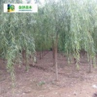 葫蘆島垂柳通遼垂柳