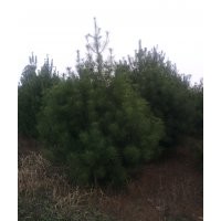 白皮松，華山松