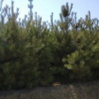急售：油松、云杉