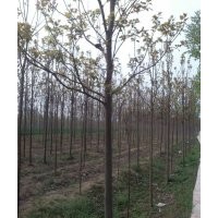 綠化苗木，楸樹，梓樹，國槐，