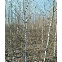 供應(yīng)4-8公分白樺樹