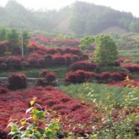 優(yōu)質(zhì)供應地彺9公分紅楓