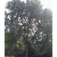 40多年的皂角樹出售