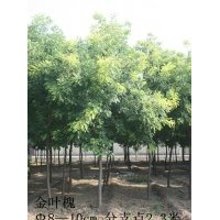 山東淄博8-10CM金葉槐