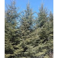 供應1.5-3米紅皮云杉